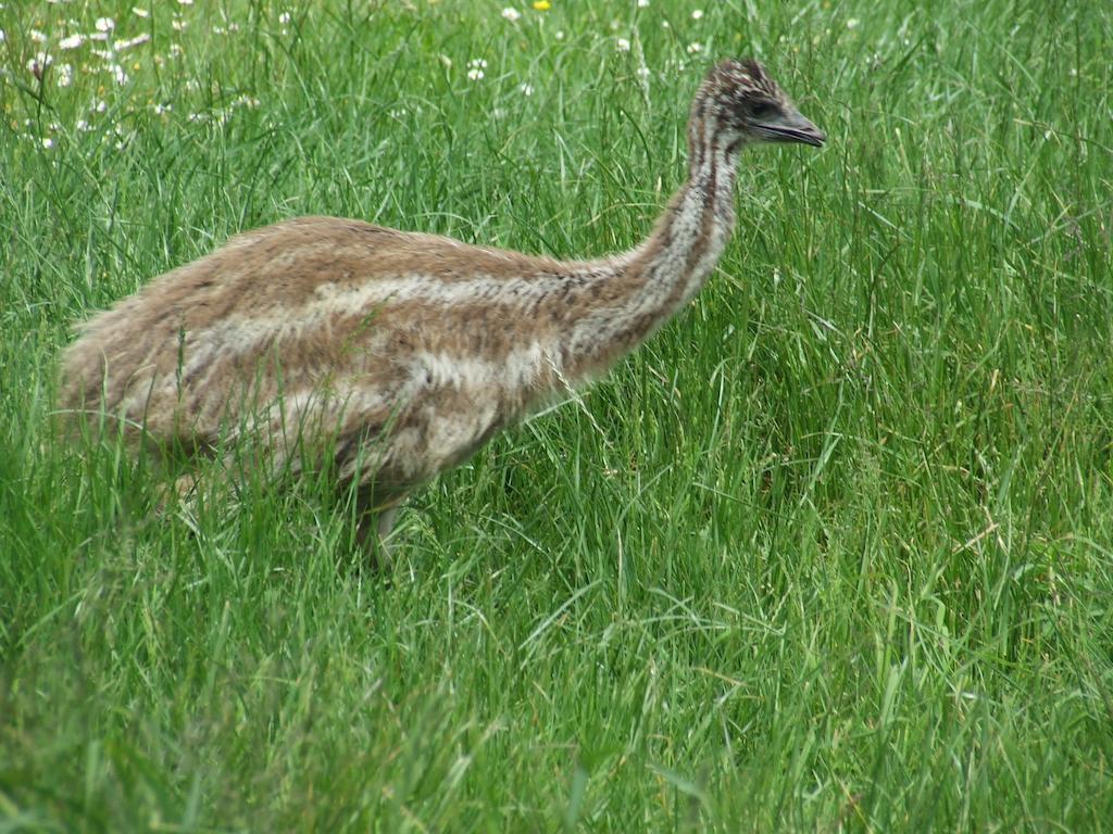Runciman Berries And Emus B&B Ramarama Zewnętrze zdjęcie