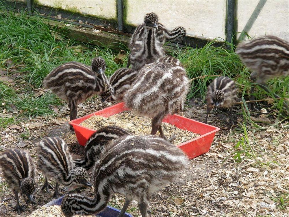 Runciman Berries And Emus B&B Ramarama Zewnętrze zdjęcie