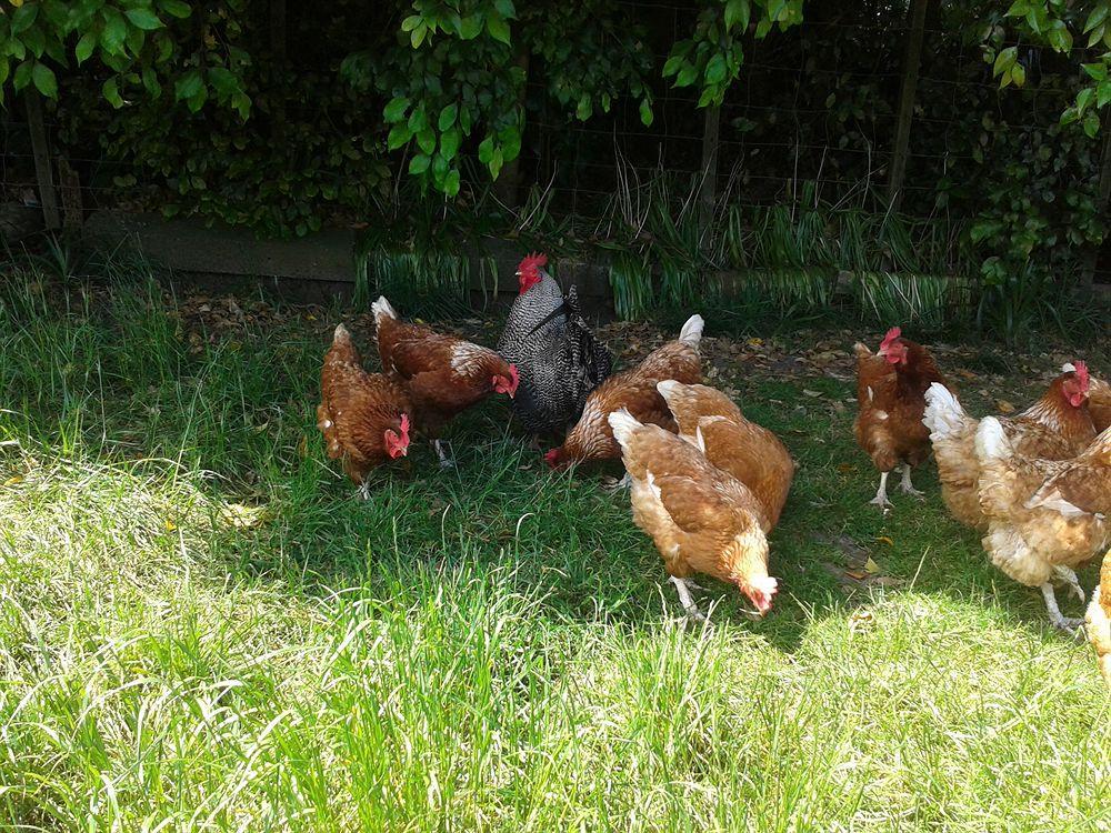 Runciman Berries And Emus B&B Ramarama Zewnętrze zdjęcie