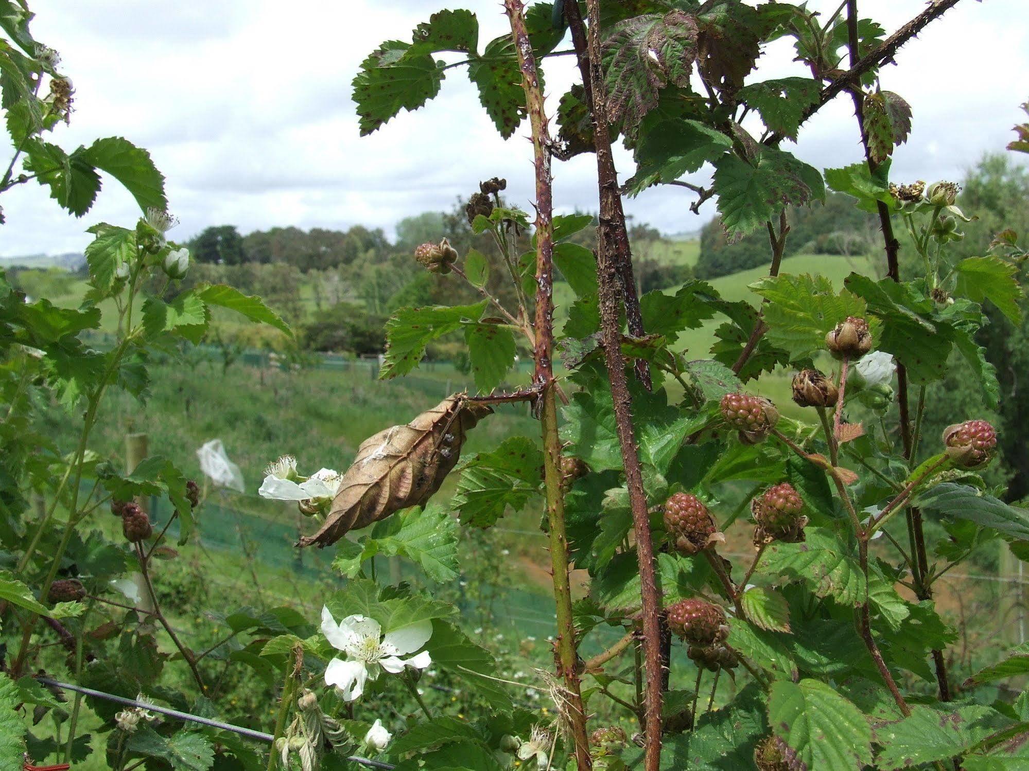 Runciman Berries And Emus B&B Ramarama Zewnętrze zdjęcie